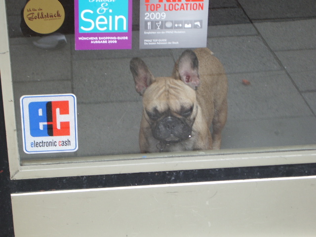 どこぞの店の看板犬